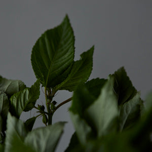 Everyday green